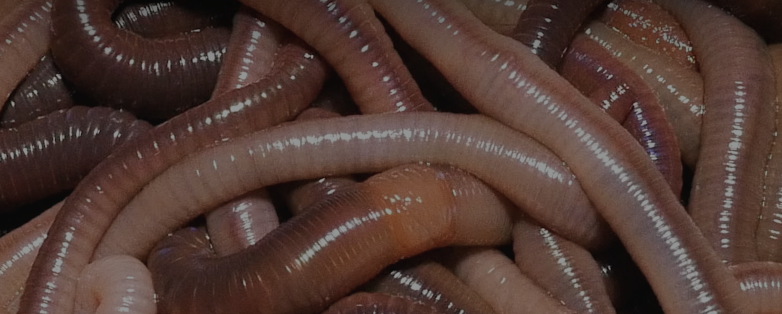 Viscosités